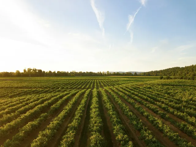 Cultivated rows at sunset