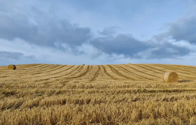 Open farmland