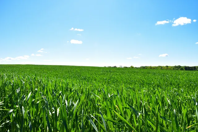 Open green field