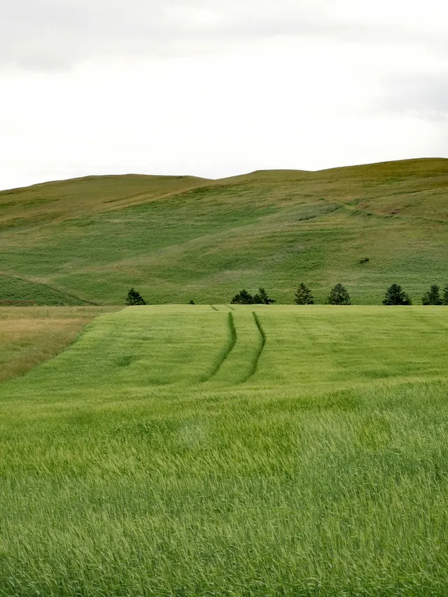 Pasture at sunset
