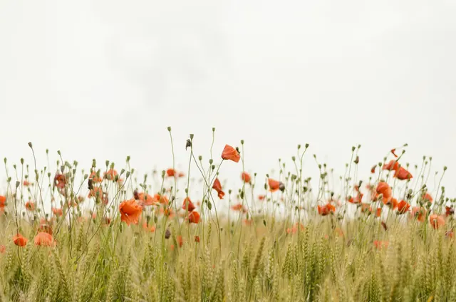 Wildflower meadow